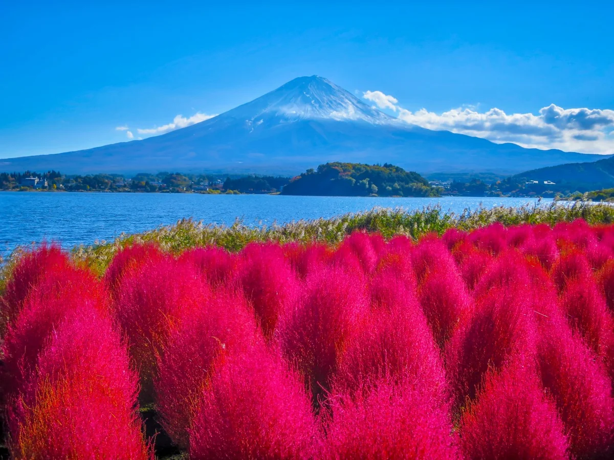 投稿写真：真っ赤に色づいたコキアと冠雪富士