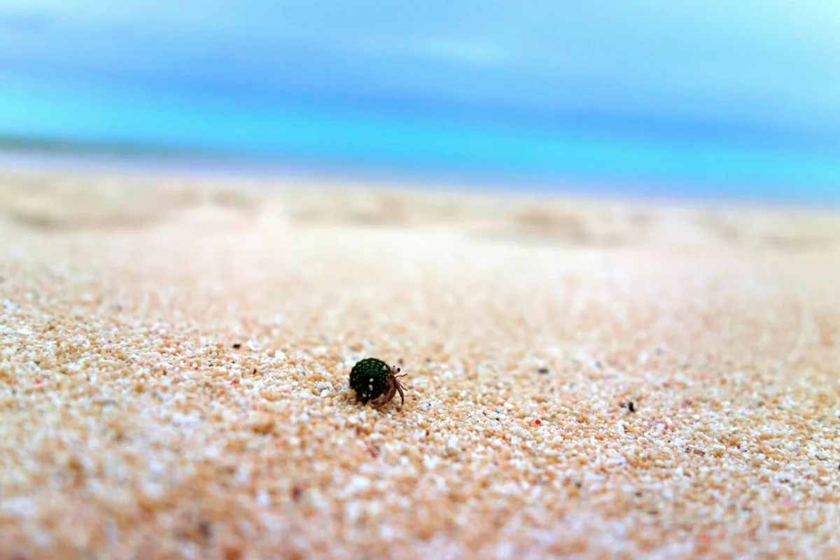 投稿写真：ハテルマブルーとヤドカリ