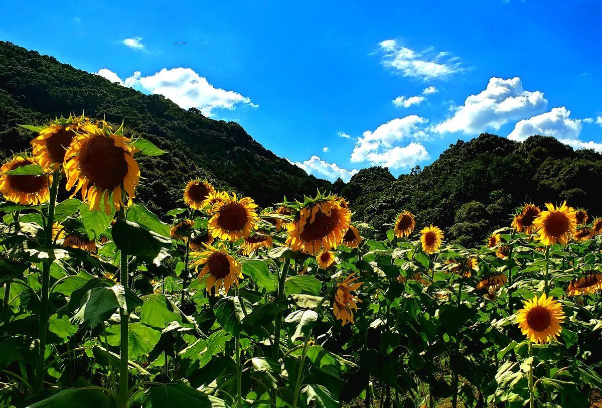 投稿写真：ひまわり畑