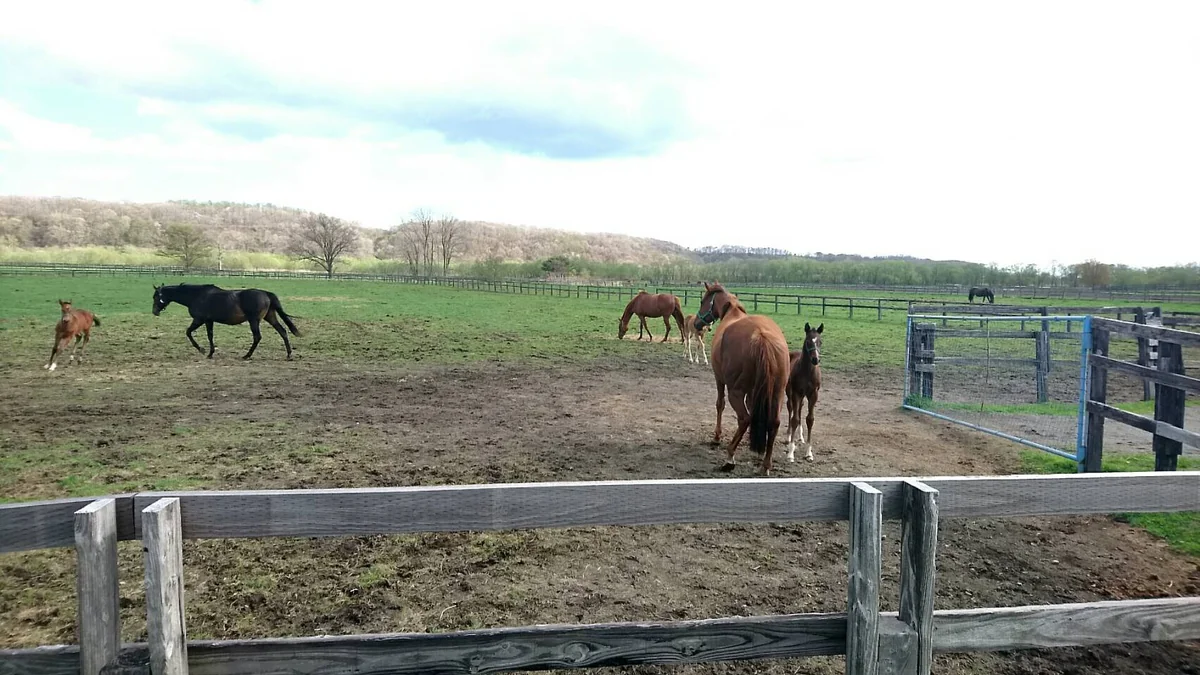 投稿写真：新冠町、サラブレッド銀座の馬たちの営み。