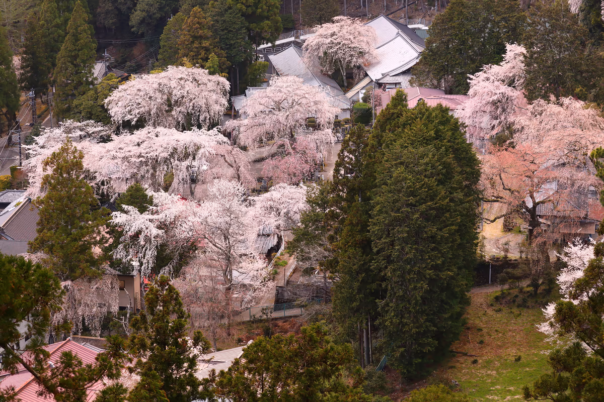 投稿写真：北之坊のしだれ桜とエドヒガン