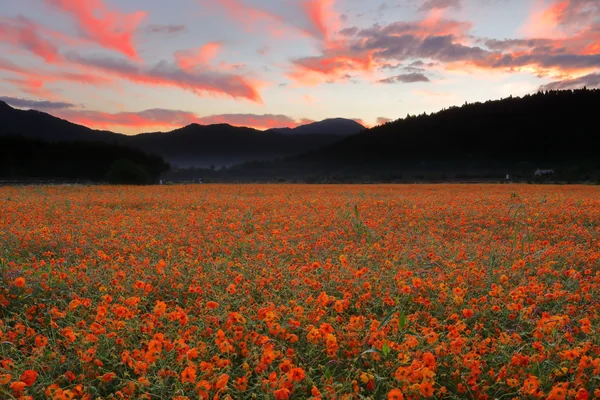 投稿：朝焼け空と一面のキバナコスモス畑