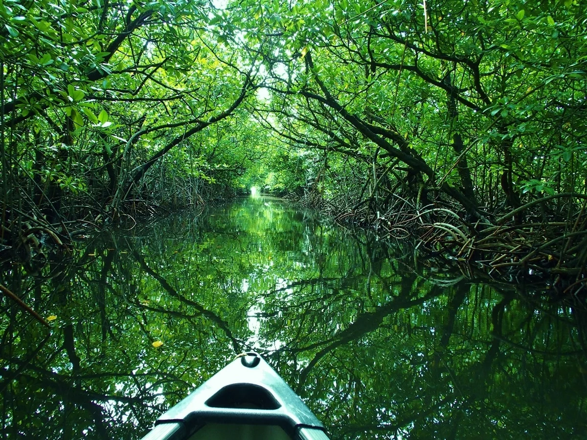 投稿写真：ミクロネシア・ポンペイ(ポナペ)のマングローブチャネル