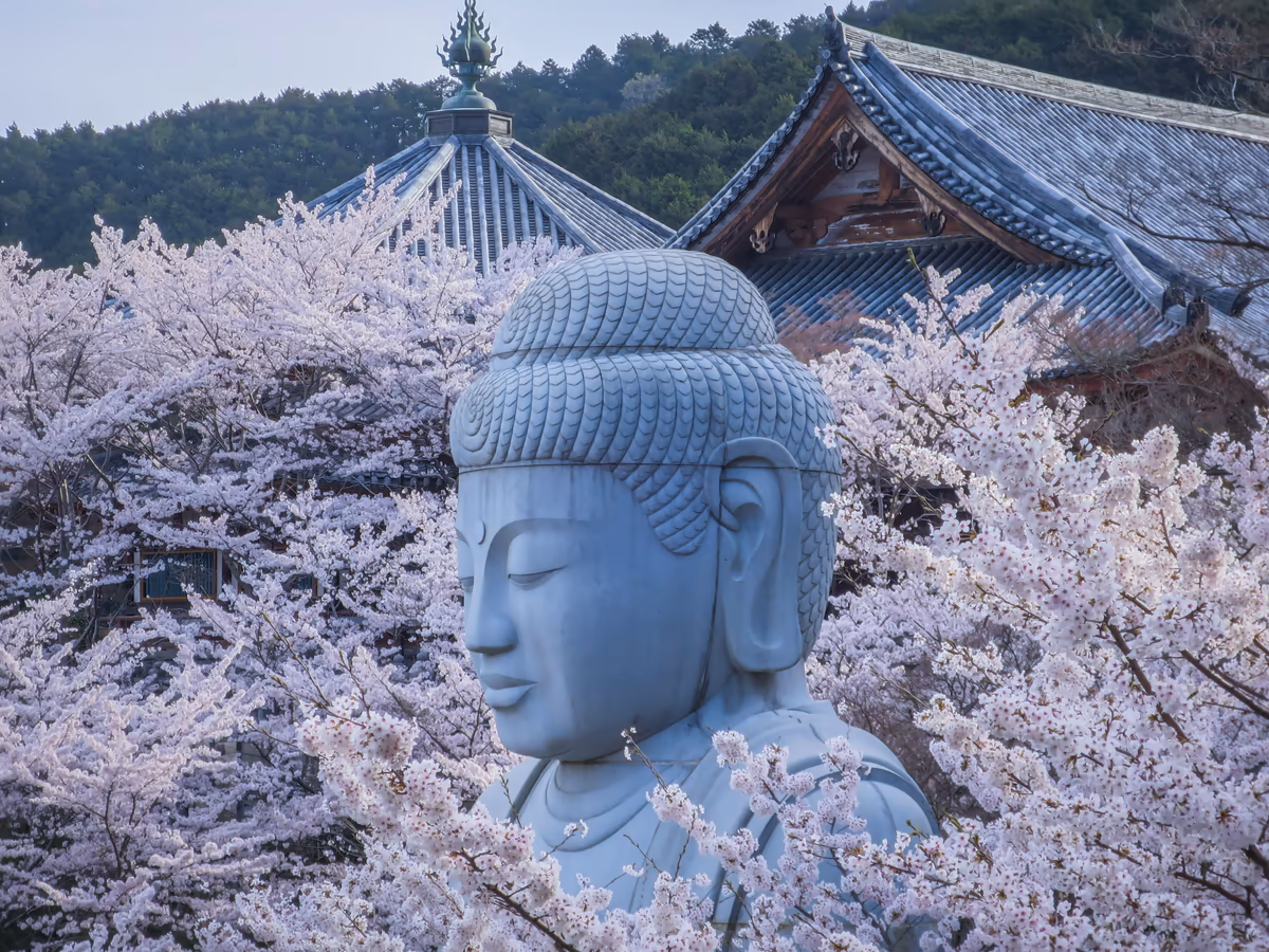 投稿写真：桜大仏