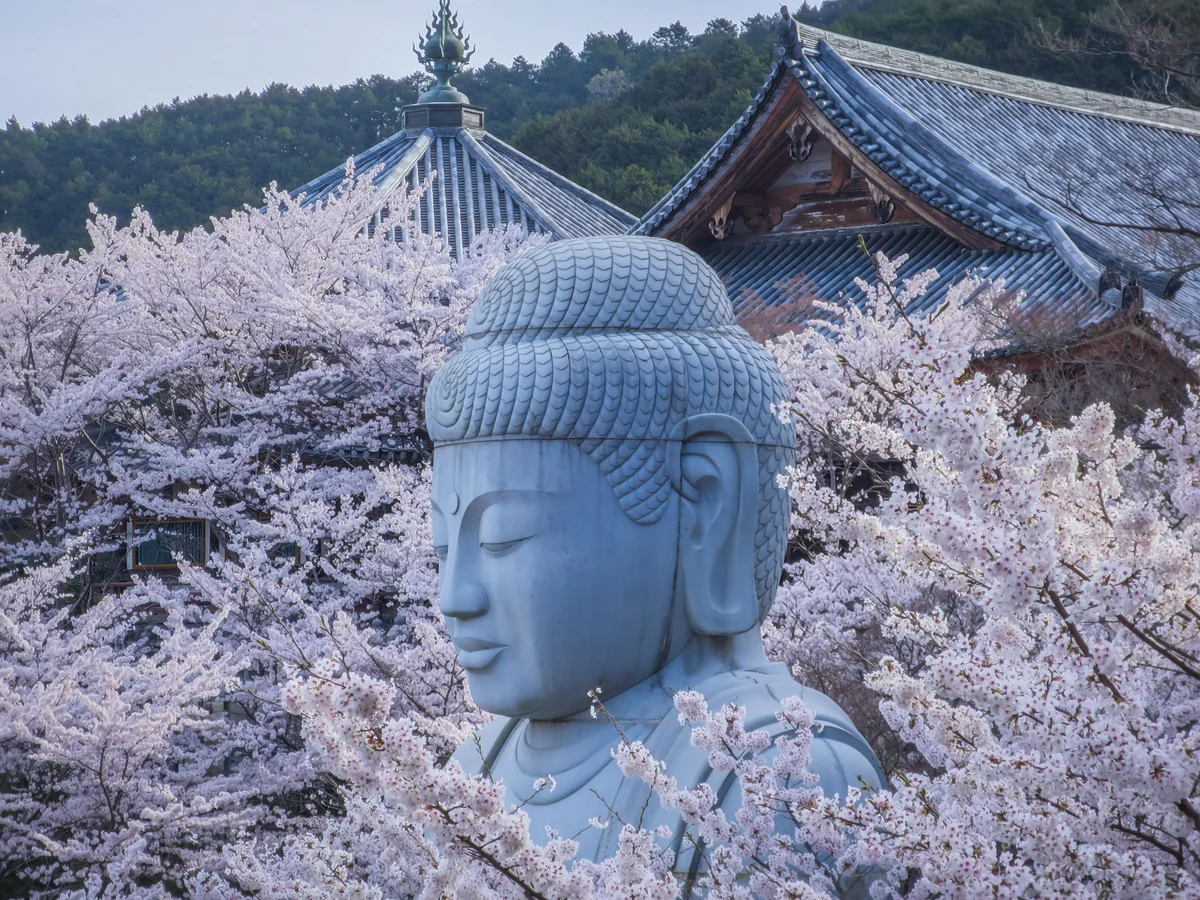 投稿写真：桜大仏