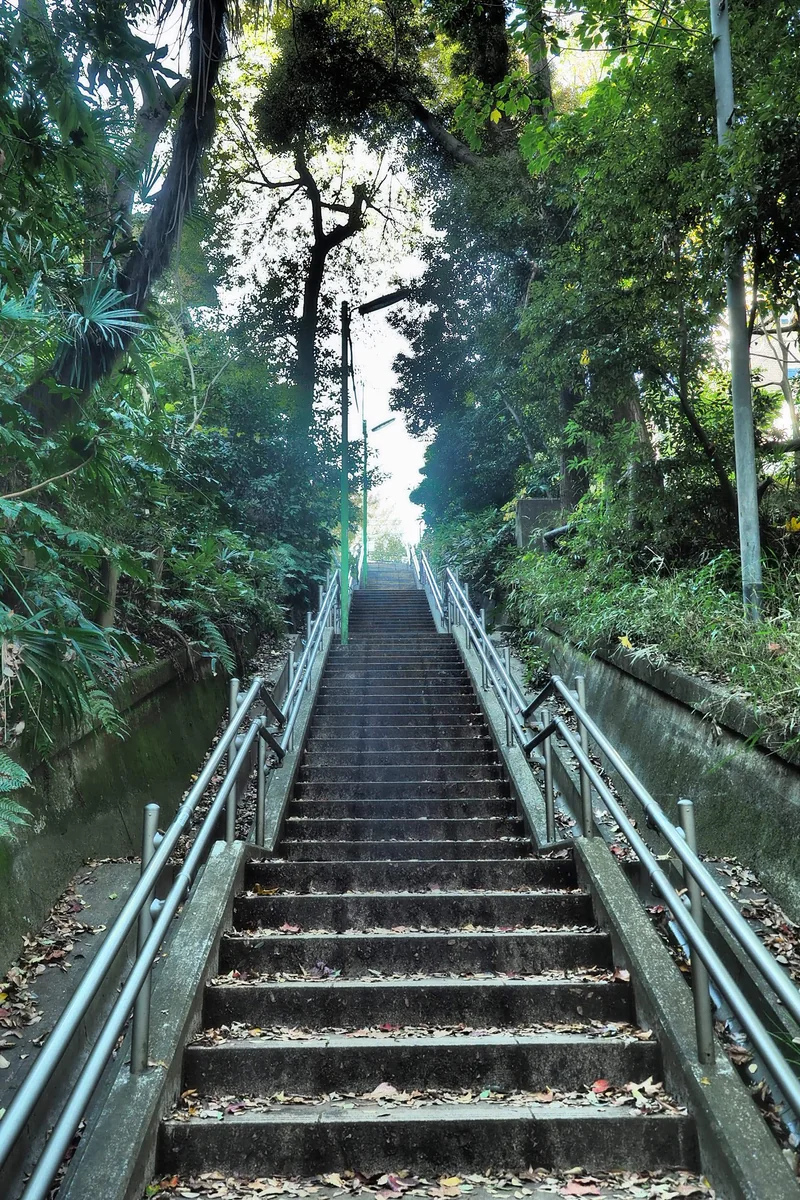 投稿写真：等々力渓谷　真っすぐな階段