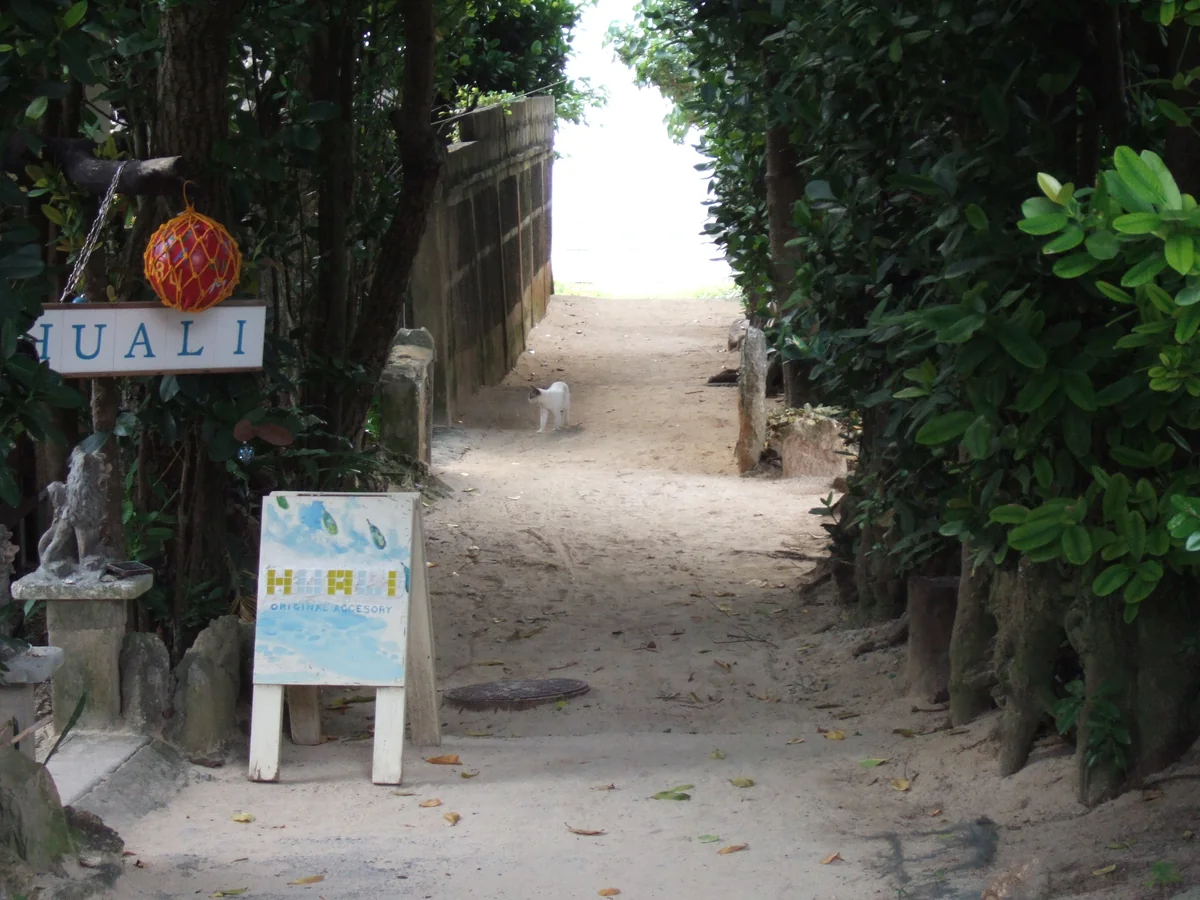 投稿写真：備瀬の並木道と猫。