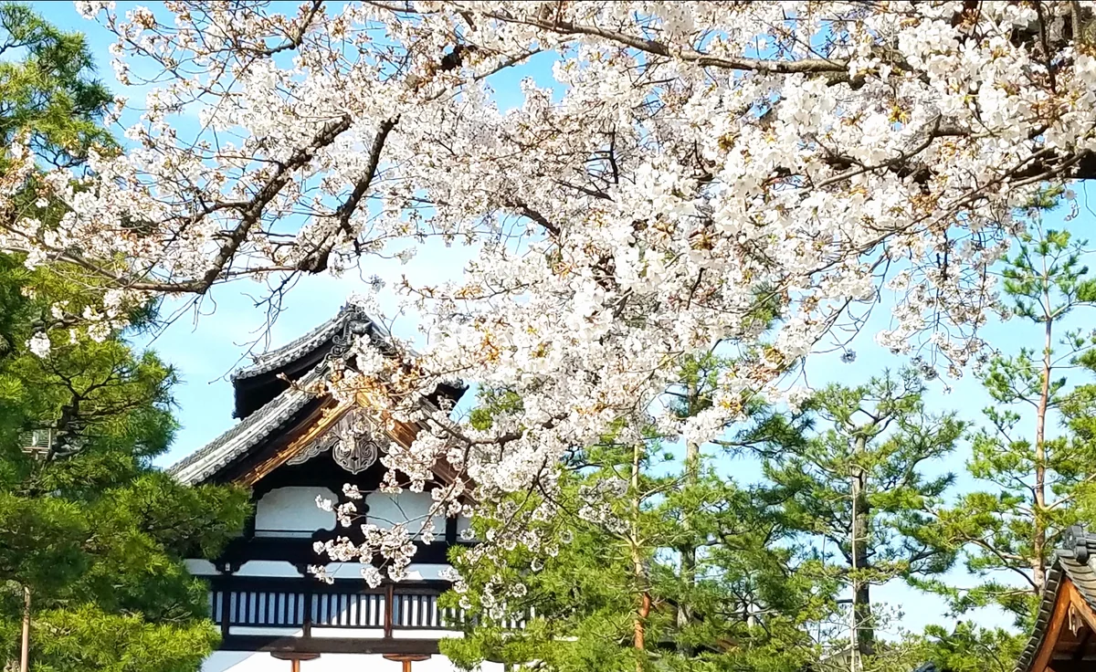 投稿写真：建仁寺の桜