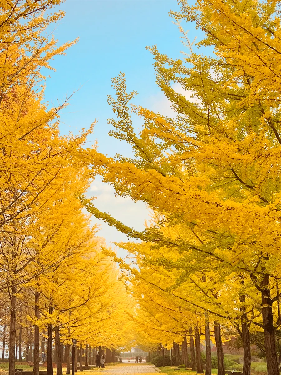 投稿写真：早朝の銀杏並木