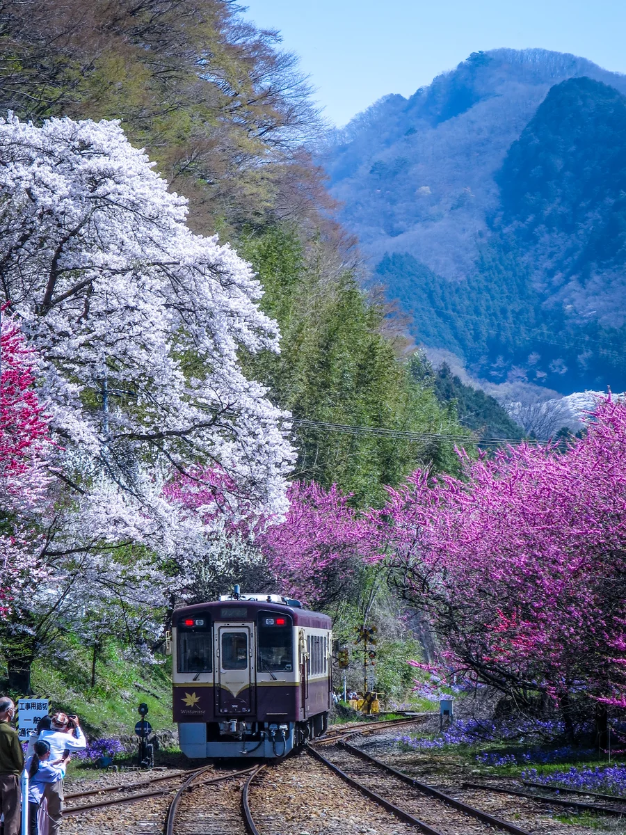 投稿写真：春爛漫の駅を発車した下り列車