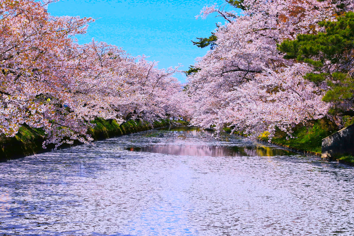 投稿写真：弘前桜桜祭り