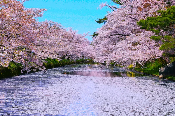 投稿：弘前桜桜祭り