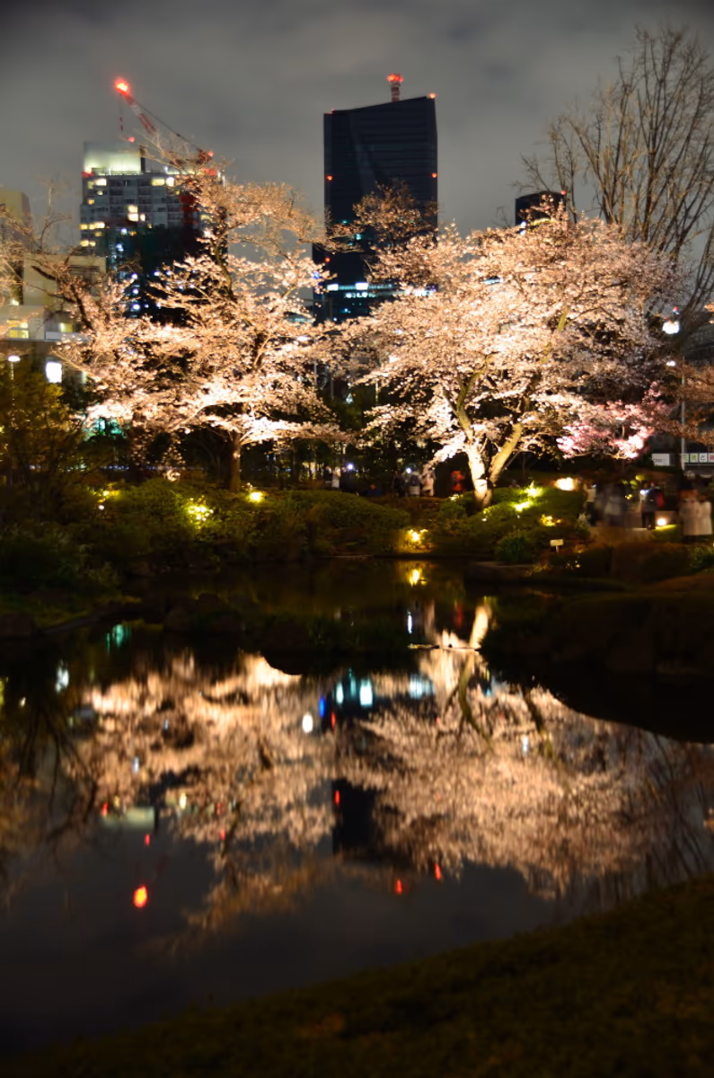 投稿写真：東京夜桜乱舞
