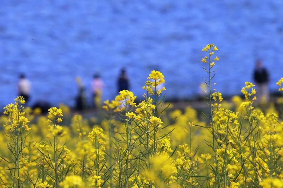 投稿写真：Blue & yellow