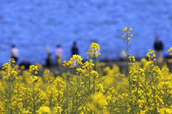 投稿：Blue & yellow