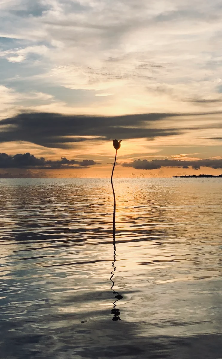 投稿写真：ヤエヤマヒルギ