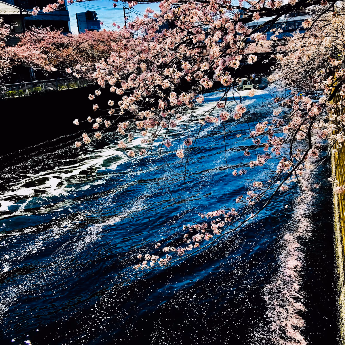 投稿写真：桜色の銀河が 時の流れに乗って 去りゆく晩春