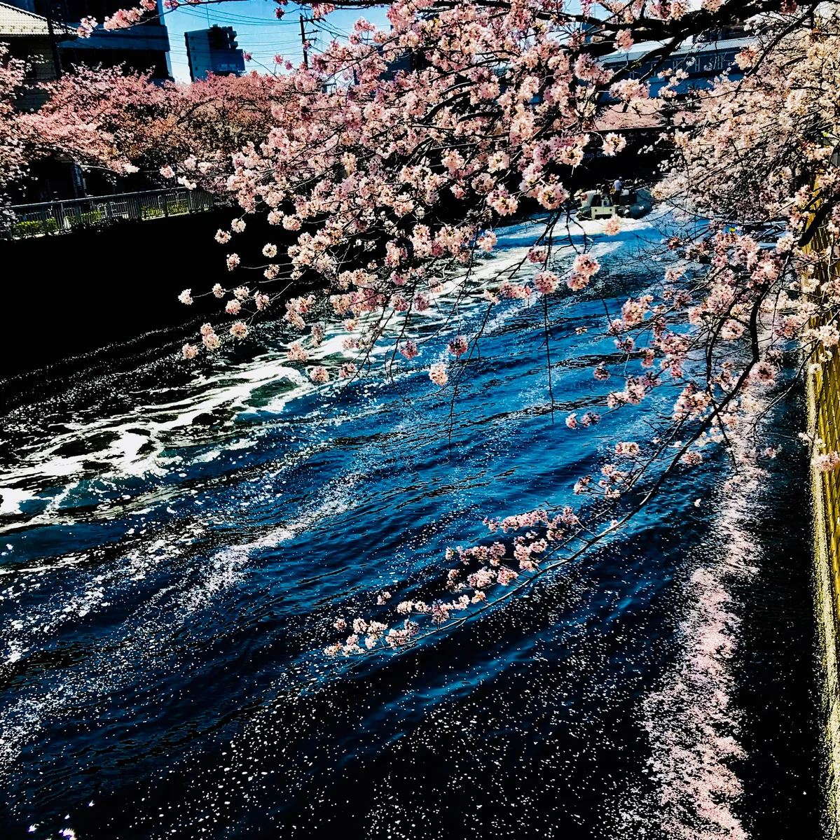 投稿写真：桜色の銀河が 時の流れに乗って 去りゆく晩春