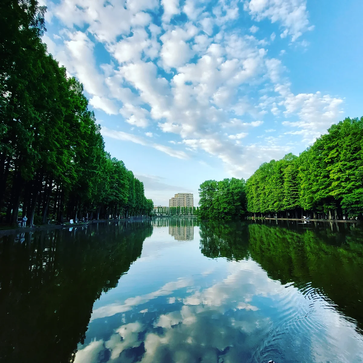 投稿写真：すってん晴れ～