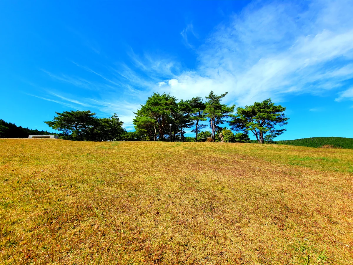 投稿写真：松ぼっくりの林
