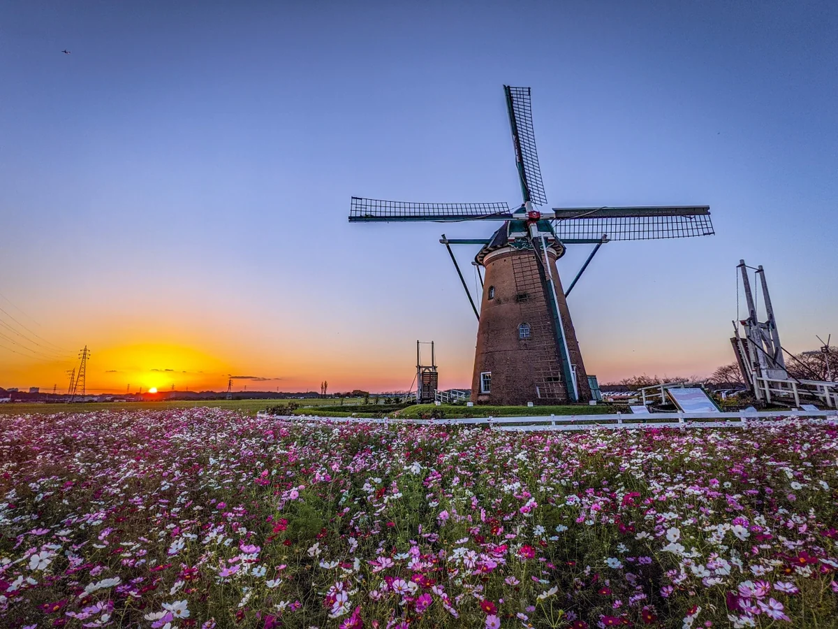 投稿写真：夕日と風車とコスモス