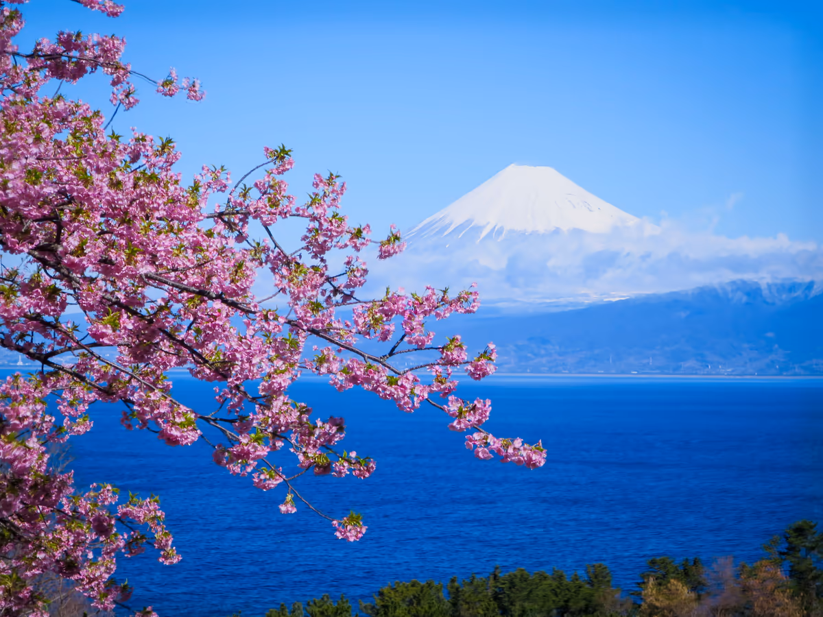 投稿写真：河津桜と化粧直しした富士山