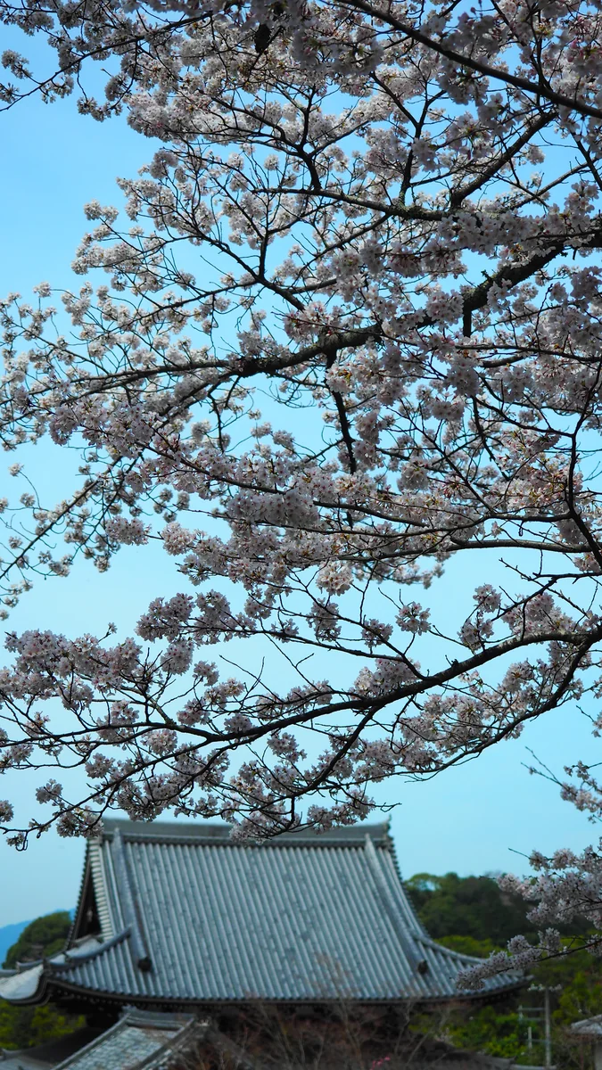 投稿写真：桜の下にて