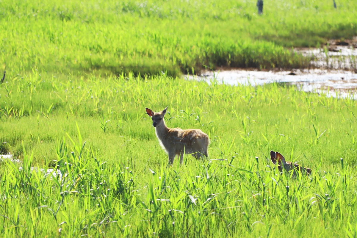 投稿写真：金色に光るバンビ