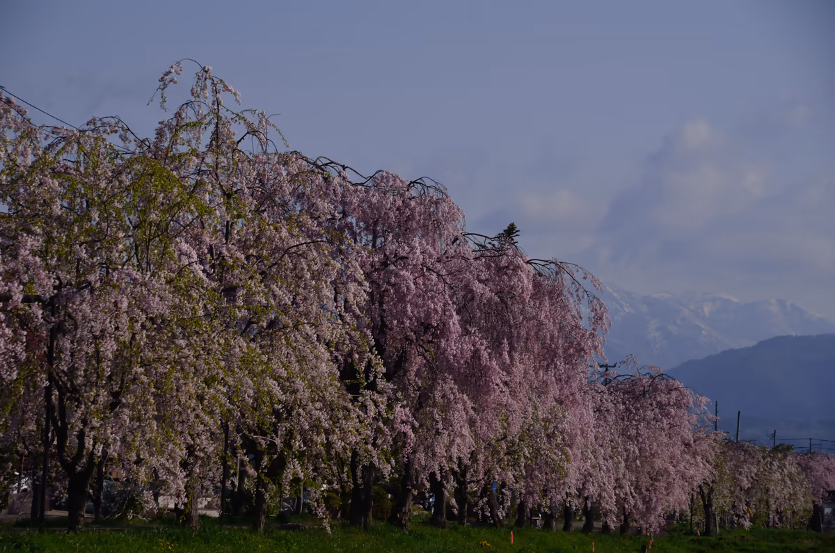 投稿写真：東北の桜の並木