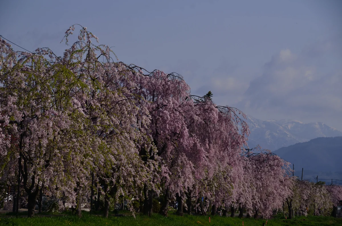 投稿写真：東北の桜の並木