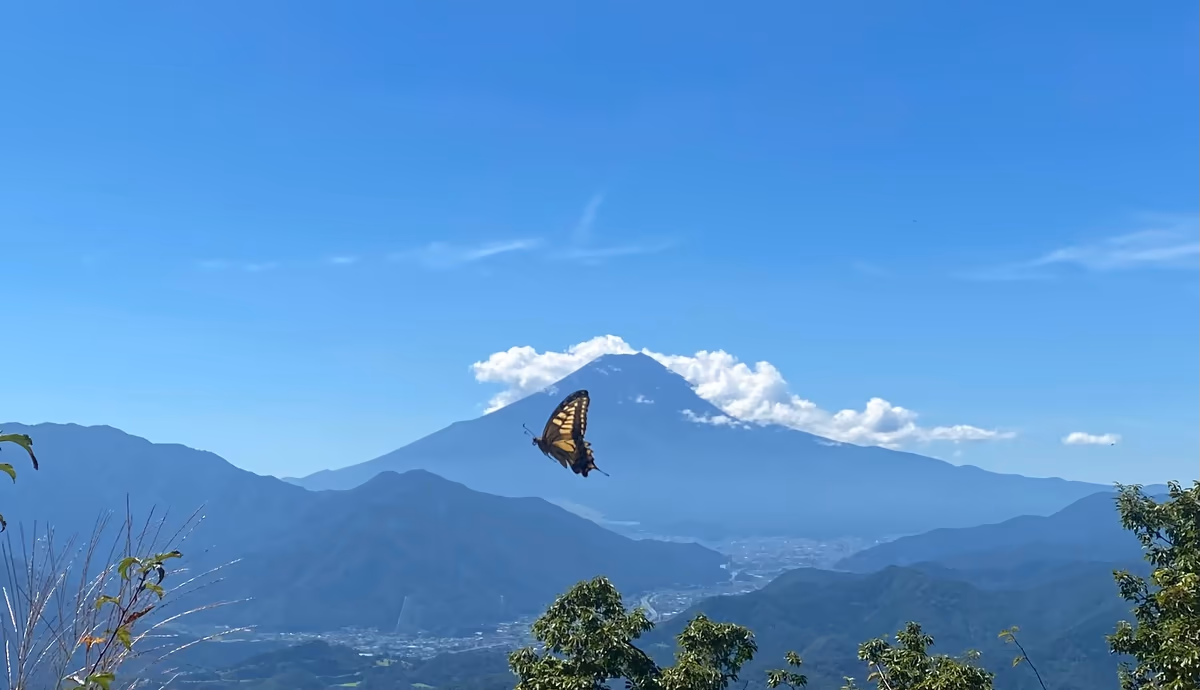 投稿写真：富士に舞う蝶