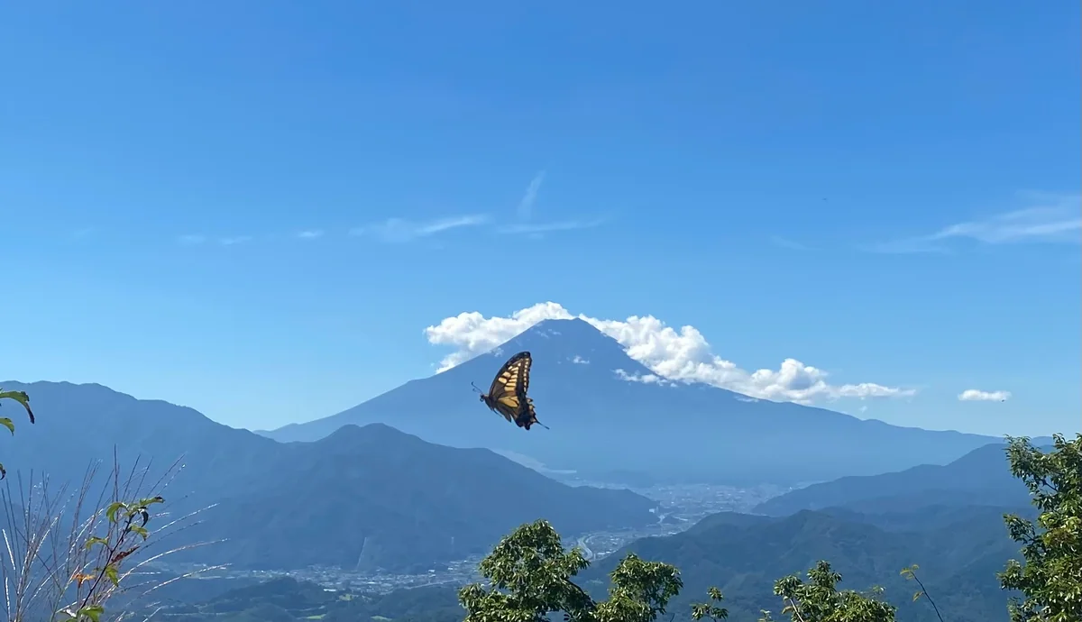 投稿写真：富士に舞う蝶