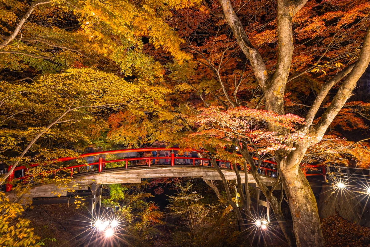 投稿写真：河鹿橋ライトアップ