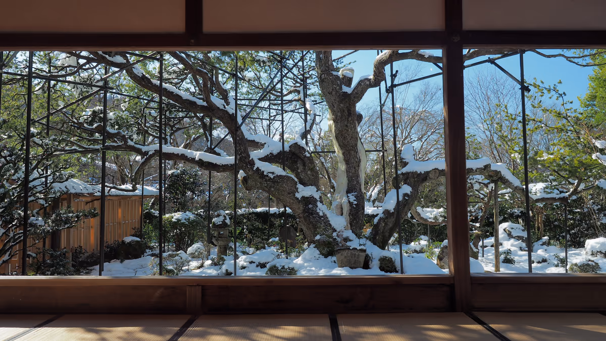 投稿写真：雪の庭