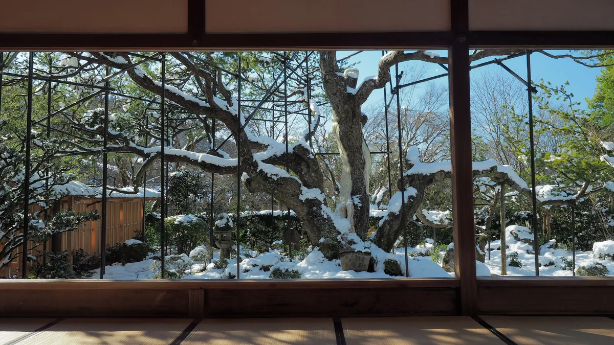 投稿写真：雪の庭