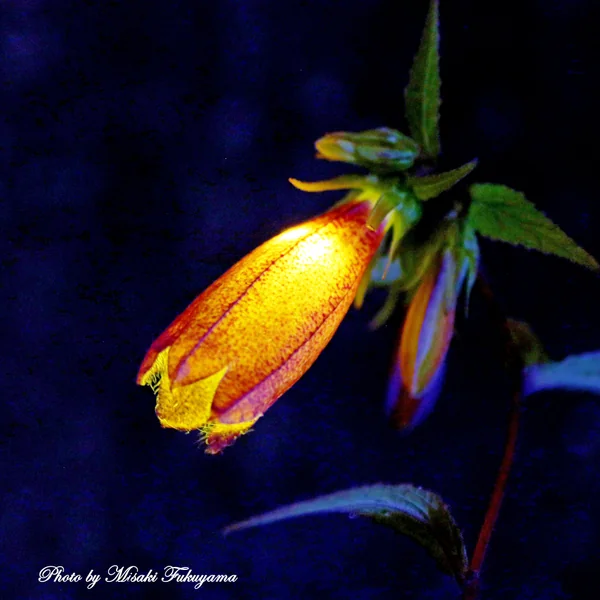 投稿：ホタルのランプ