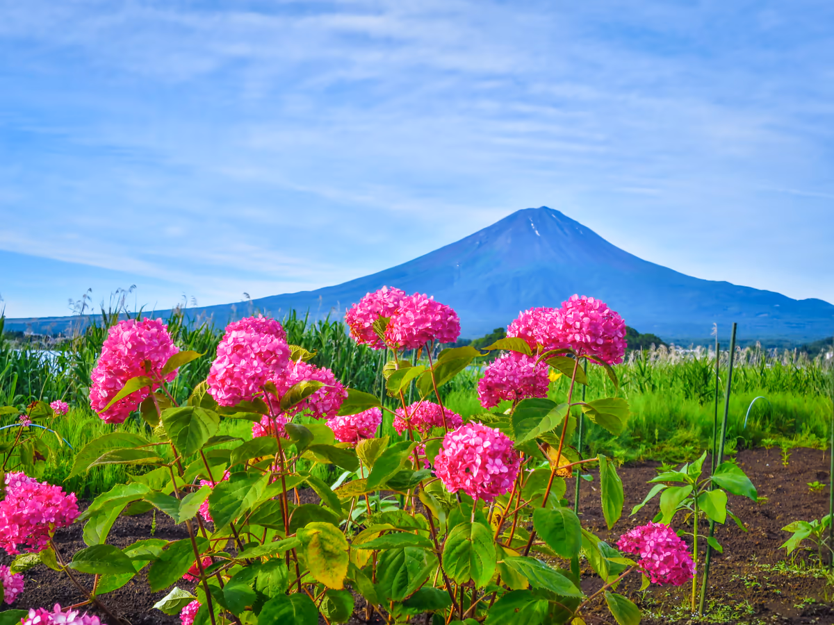 投稿写真：夏富士と赤いアナベル