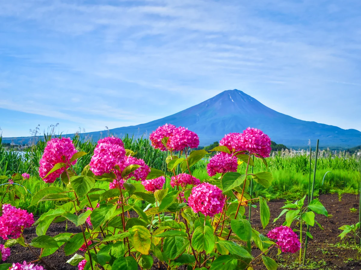 投稿写真：夏富士と赤いアナベル