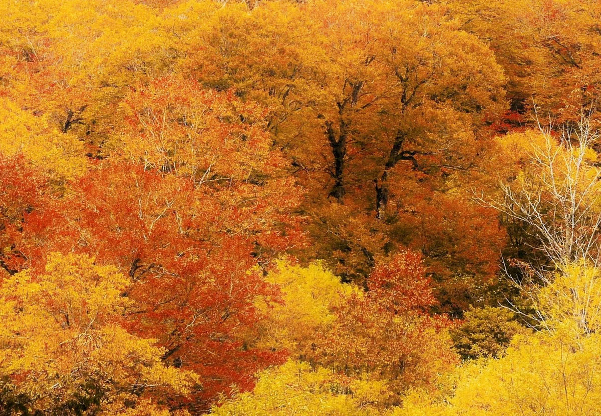 投稿写真：秋の色に染まる山