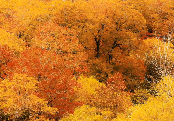投稿：秋の色に染まる山