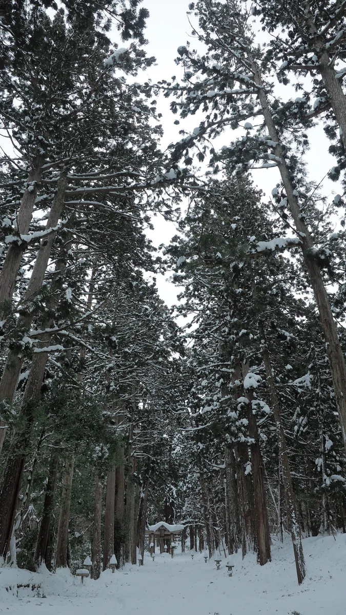 投稿写真：雪の参道