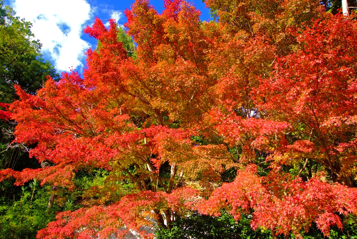 投稿写真：秋の光ー１－