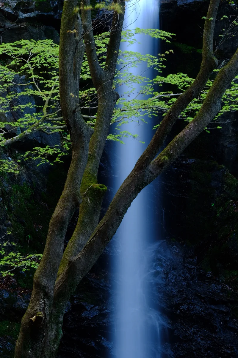 投稿写真：緑静