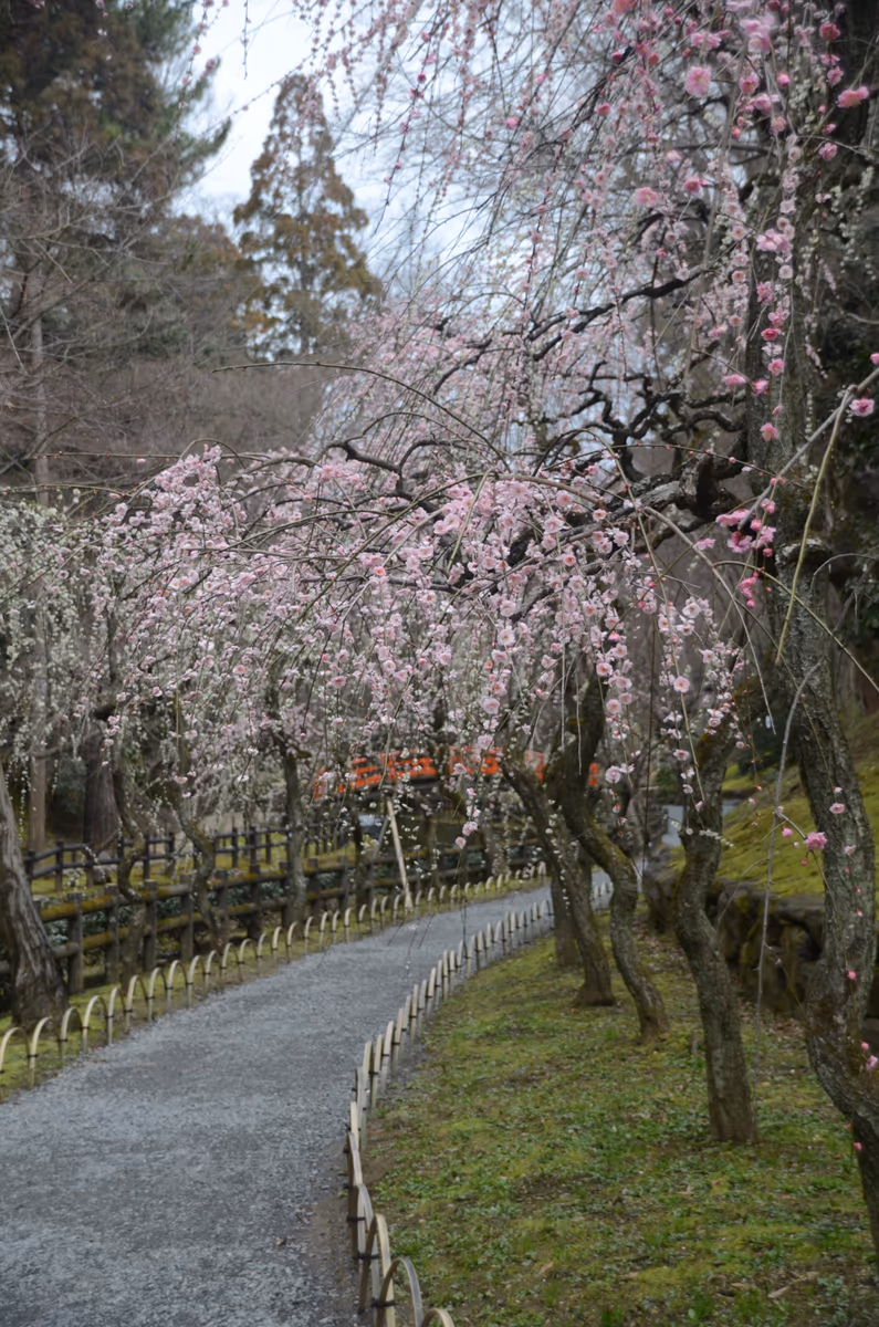 投稿写真：御土居の梅