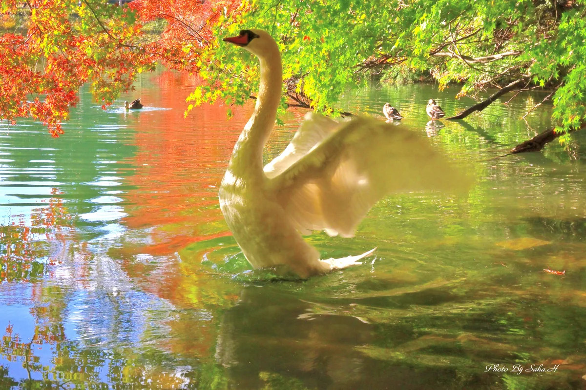 投稿写真：はばたき