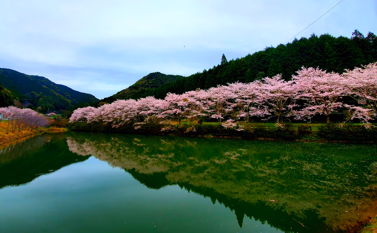 投稿写真：赤穂(あこ)山の八天桜