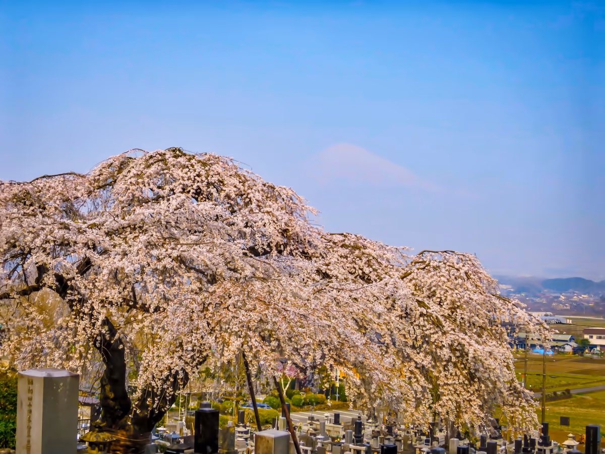 投稿写真：満開の枝垂れ桜と霞富士