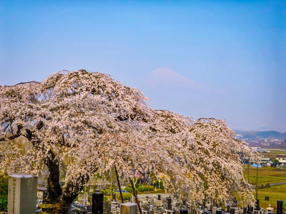 投稿写真：満開の枝垂れ桜と霞富士