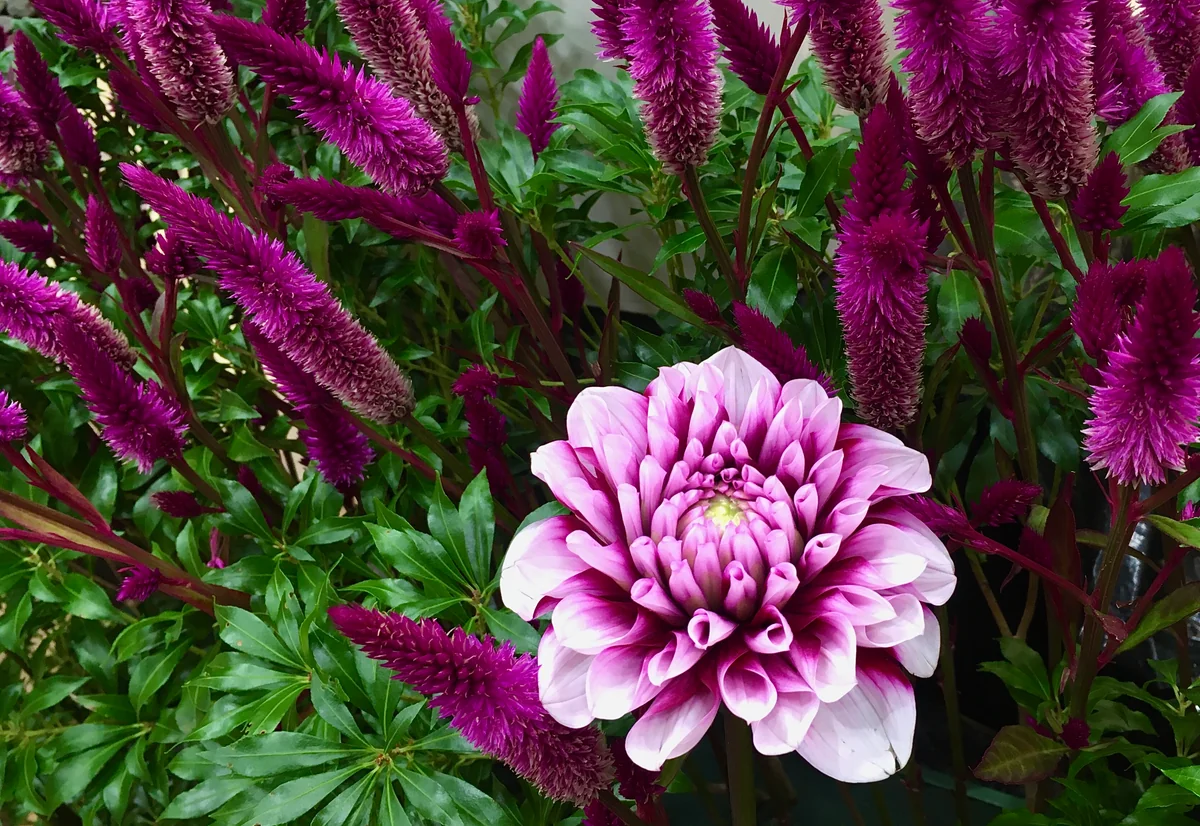 投稿写真：ケイトウとダリア