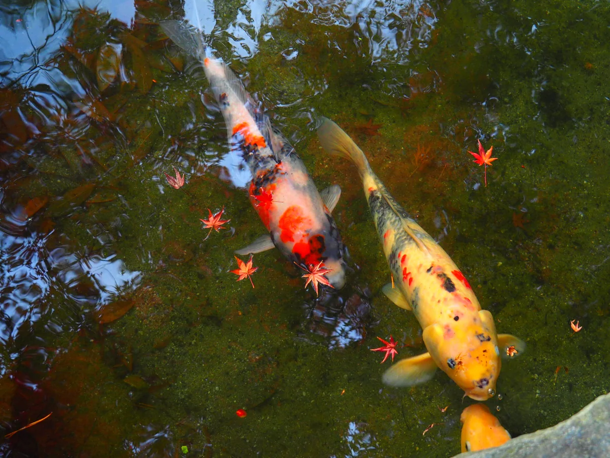 投稿写真：鯉！カープ！優勝祈願